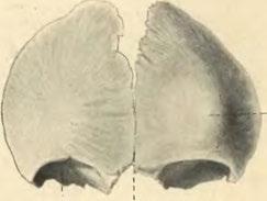 Sutura frontalis. Obr.