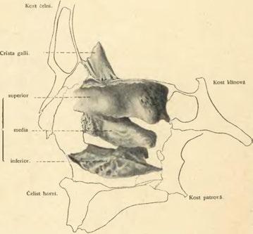 maxillaris. Obr.