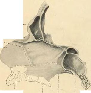 Maxilla superior. Lam. horiz, ossis palat. Pars basilaris ossis occip.