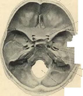 Foramen Bpinosum. ~ Poruš acusticus int. " Fossa subarcuata. Hor.