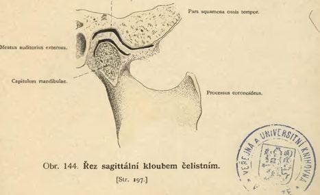 stylo-mandibul. Obr. 143.