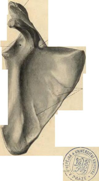 Angulus lateralis. Collum scapulae.