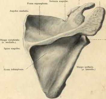 ^s. lateralis.) Angulus inferíor. Obr. 148. Lopatka.