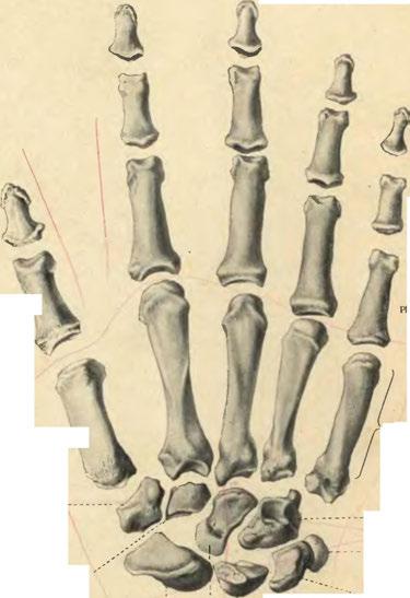 i Intermedium. (Os lunatum.) ^ lr*iluetrurn ^ Carpale III.