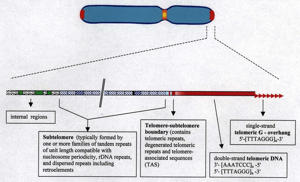 Schéma uspořádání sekvencí DNA na koncích chromozomů vnitřní oblasti chromosomu subtelomera, typická vysokým zastoupením tandemových i dispergovaných repetitivních sekvencí a rrna genů, avšak i