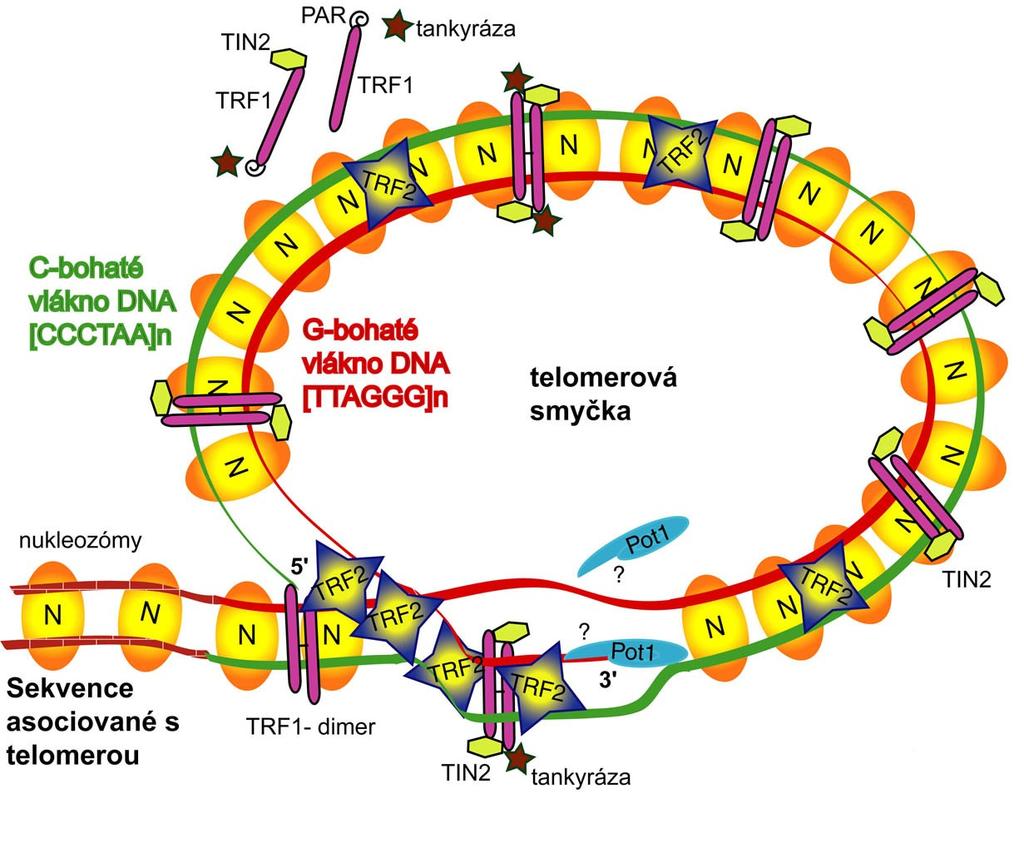 G4? Telomery tvoří