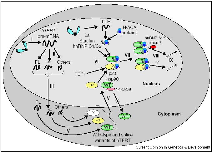 Jak je údržba telomer řízena? I. transkripce genů pro htr a htert II. sestřih htert III. transport mrna htert z jádra do cytoplasmy IV. translace úplné a altern. sestřižené mrna VI.
