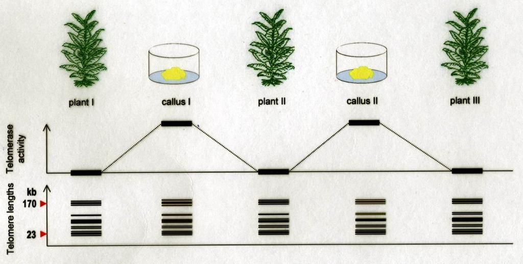 Během opak. dediferenciace a diferenciace rostl. buněk se délka telomer výrazně nemění, zvýšená proliferace v kal. kultuře je vyvážena aktivací telomerázy. Fajkus et al., Mol. Gen. Genet.