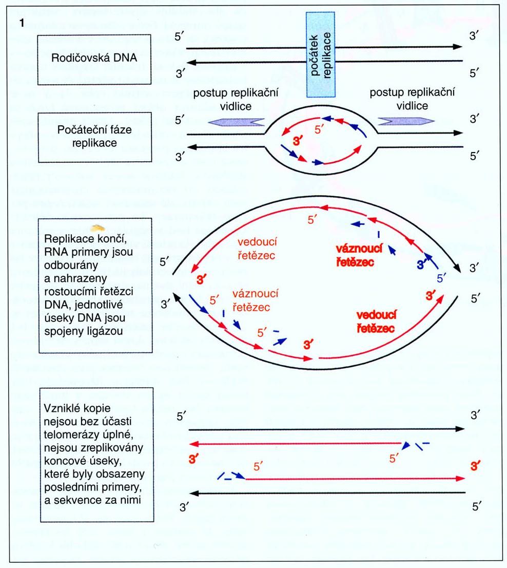 Alexej Olovnikov 1971- Principle of marginotomy in template synthesis of polynucleotides. James D.