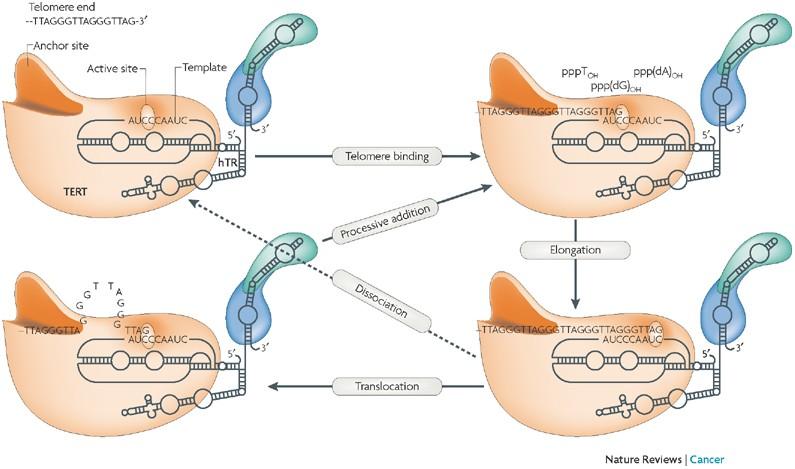 Telomeráza je RNA-dependentní reverzní transkriptáza jejíž