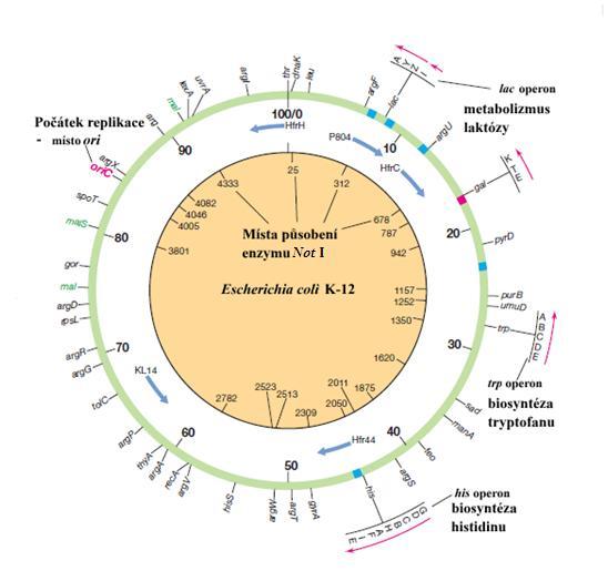 Obr. 2: Chromozom E. coli K-12. Vnější okraj mapy je uvedeno umístění několika genů a operonů i se směrem, kterým probíhá transkripce. Čísla 0 100 z vnitřní strany pozice v genomu v minutách.