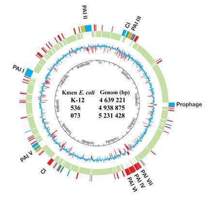Genomy kmenů Escherichia coli nejsou identické (Obr. 3). Umístění většiny genů patogenních kmenů odpovídá nepatogennímu laboratornímu kmeni E. coli K-12.