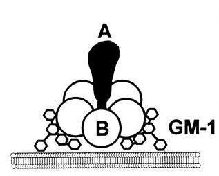 Obr. 5: Struktura tepelně labilního enterotoxinu ETEC. Enterotoxin ze skupiny LT-I. Skládá se z podjednotky A a pěti podjednotek B. Váže se na receptor GM-1 typický pro tuto skupinu.