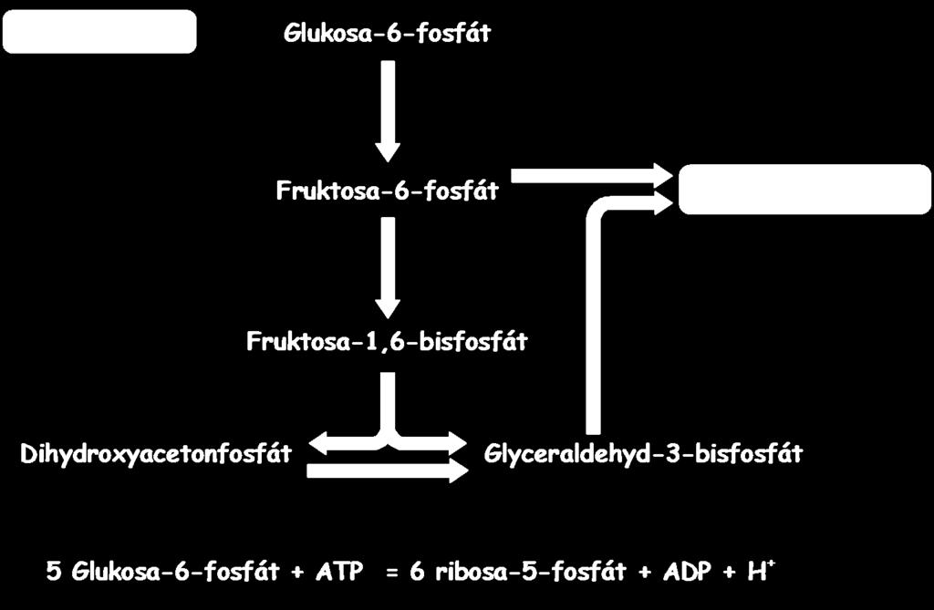 Vstup glukosa-6-fosfátu do pentosafosfátové dráhy závisí na potřebě NADP,