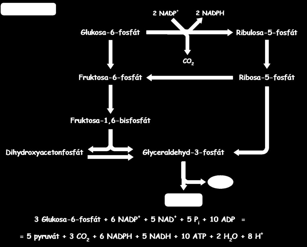 Potřeba NADP a