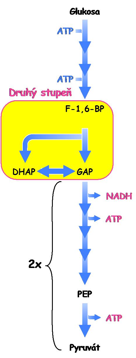 Druhý stupeň glykolýzy