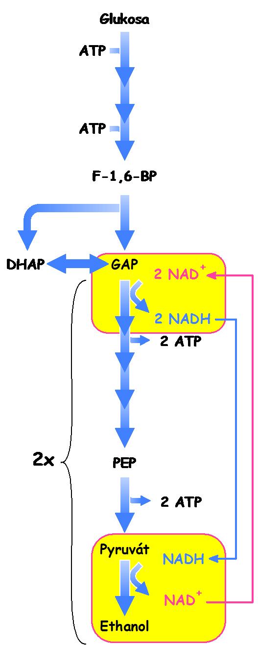 Zachování redoxní rovnováhy Reoxidace NAD ve