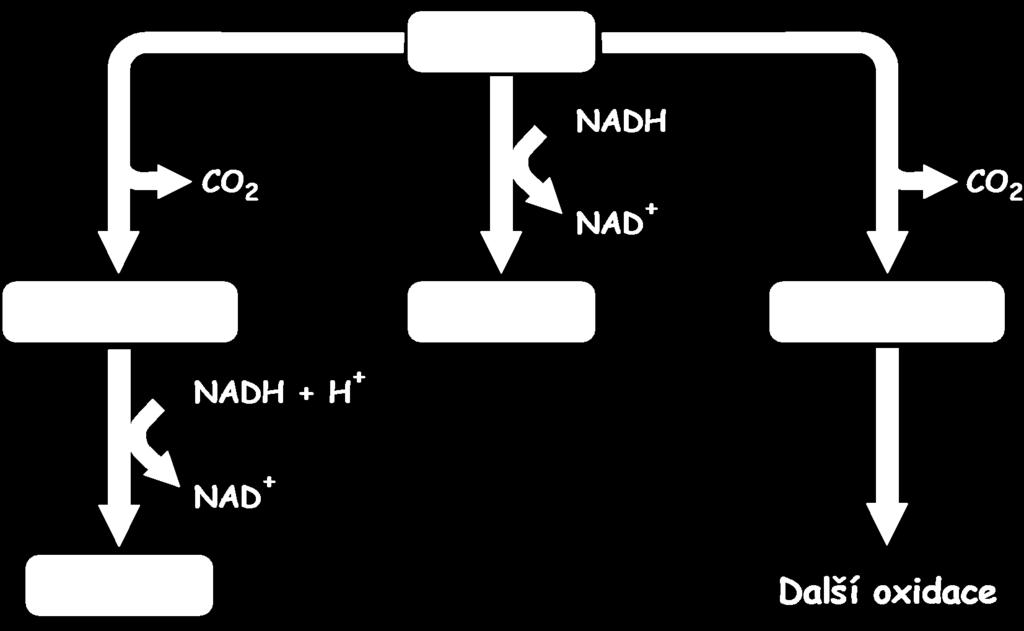Různé dráhy pyruvátu Laktát a ethanol se tvoří za účasti NAD