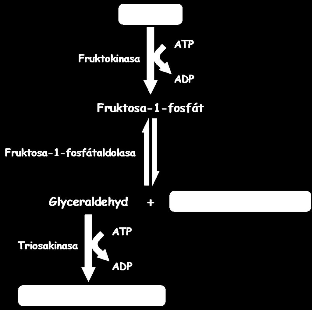 V játrech vstupuje fruktosa do glykolýzy cestou