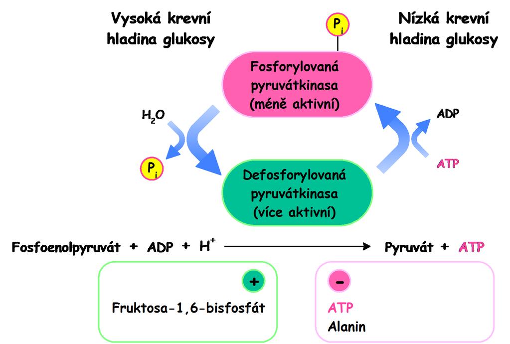 Úloha pyruvátkinasy při regulaci