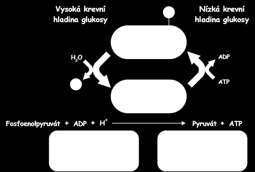 Regulace pyruvátkinasy a regulace