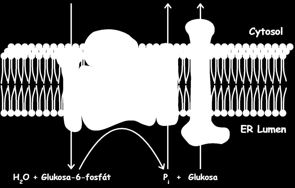 ER, T2 a T3 transportují P i a glukosu zpět do cytosolu.