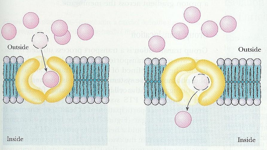 Usnadněná difúze Transport je uskutečňován specifickou bílkovinou, ale po koncentračním spádu dané látky Rychlost je závislá na koncentračním gradientu, počtu