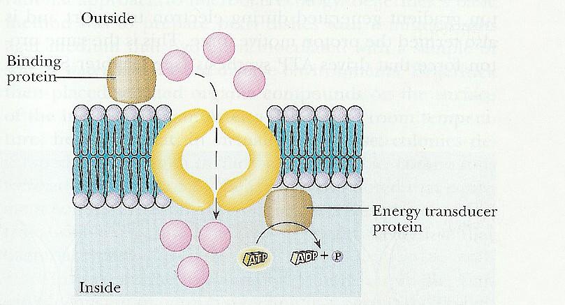 Aktivní transport prostřednictvím vazebného proteinu - primární aktivní transport Transportní protein V periplazmatickém prostoru se na velmi afinní vazební bílkovinu naváţe přenášená látka a předá