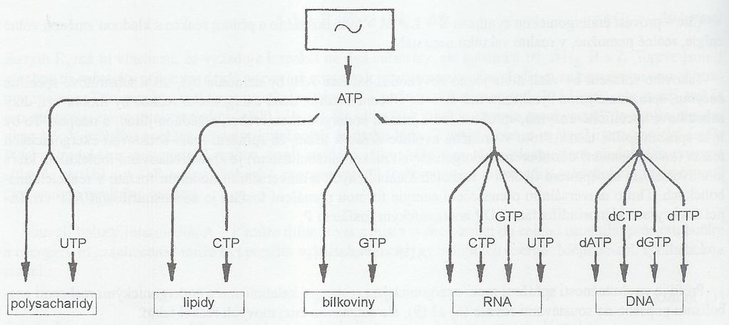 ATP Centrální úloha ATP při syntéze biologických makromolekul Biochim Biophys Acta. 1967 Feb 14;137(1):23-32.