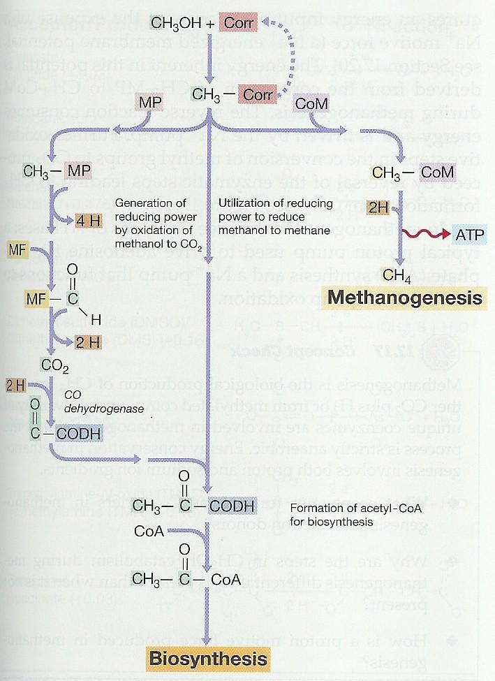 Redukce CO 2 - donor metanol metanogeneze Tvorba redukční síly oxidací metanolu na CO 2 Vyuţití redukční síly k redukci metanolu na metan