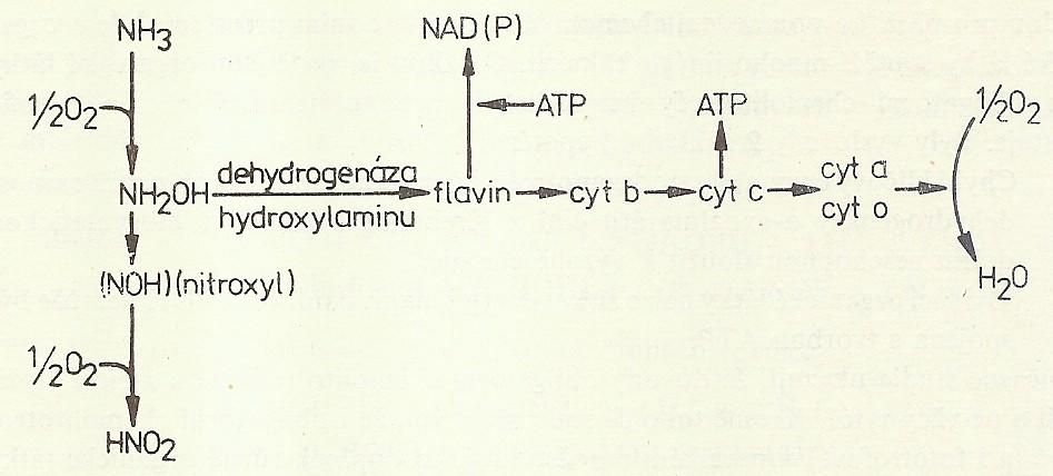 Energetický metabolizmus - nitrifikace amoniumoxigenáza Nitritace