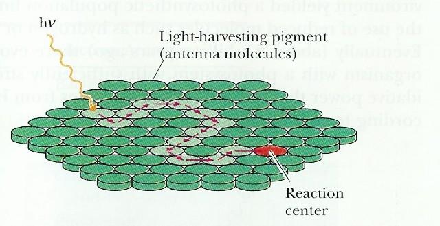 Fotosyntetická jednotka Pigment váţící světlo