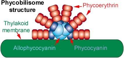 (fykobiliproteiny) v membráně thylakoidu jsou