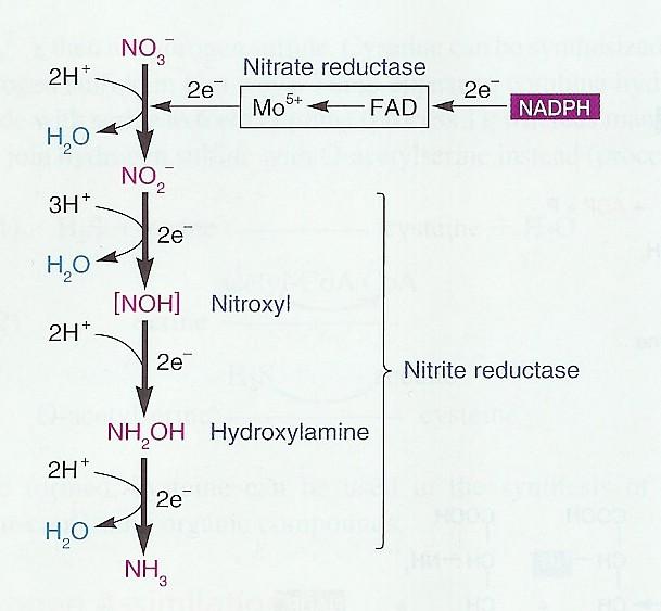Redukce dusičnanů asimilační redukce nitrátů (neprobíhá však stejně jako redukce nitrátů při