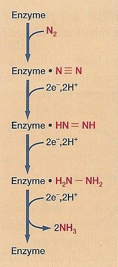 Asimilace dusíku Redukce N 2 (fixace