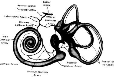 Cévní zásobení labyrintu AICA IAA (a.audit.int.) A.vestib.ant.