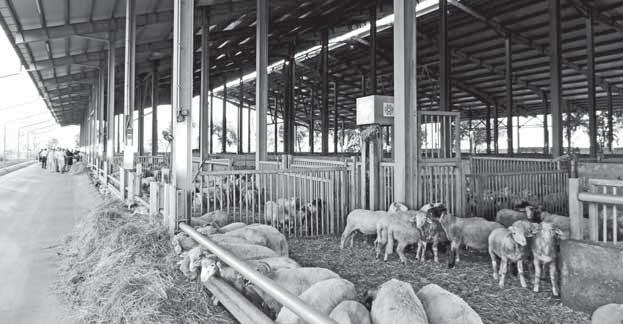 Z ČINNOSTI ZVÄZU Odborný chovateľský deň spojený s exkurziou na farmách v Maďarsku Ing.