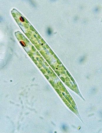 Euglena