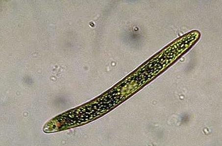 Euglena