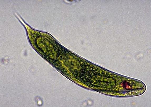 Euglena