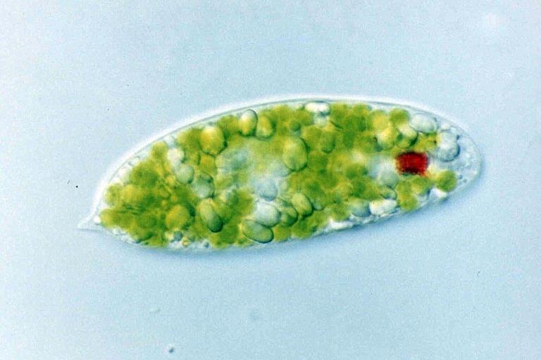 Euglena