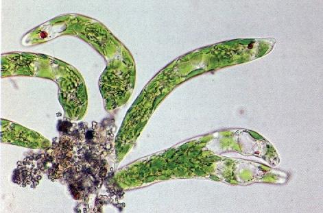 Euglena