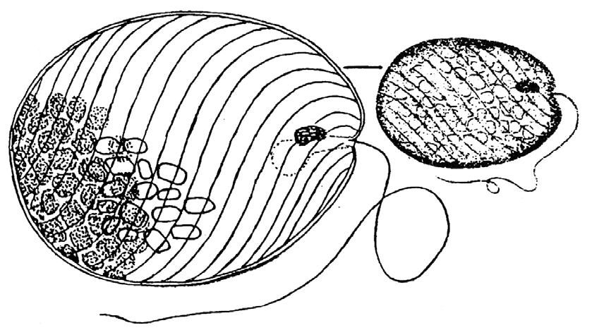 ODDĚLENÍ: EUGLENOPHYTA - krásnoočka ROD: Lepocinclis Rod Lepocinclis je velmi podobný rodu Phacus.
