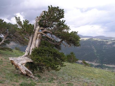 Pinus aristata var.
