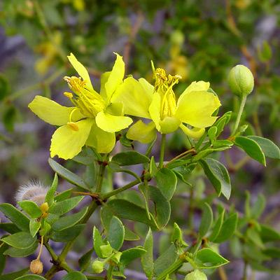 Larrea tridentata 11 700 rokov Najstaršou známou rastlinou na svete je krovina druhu Larrea tridentata z Mohavskej púšte v juhozápadnej Kalifornii, zvaná King Clone.