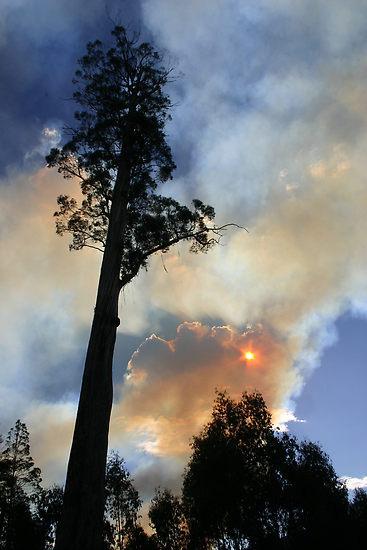 Eucalyptus regnans 106 metrov Najvyšší listnatý strom. Tento strom v mladom veku prirastá 4-5 metrov ročne.