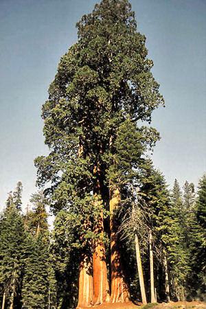 Sequoia sempervirens 110 metrov Najvyšší žijúci strom je sekvoja
