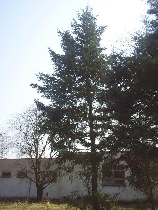 Pseudotsuga menziesii 128