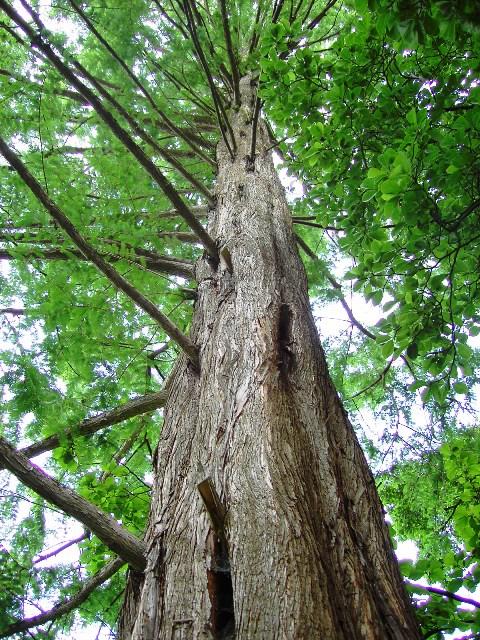 Metasequoia glyptostroboides roky 1941-1944