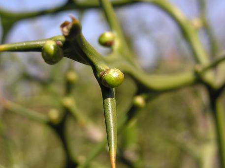 Citrónovec trojlistý (Poncirus trifoliata) SevernáČína Malý (3-4 m), bohato rozvetvený strom, mladé vetvičky s hranatým prierezom,